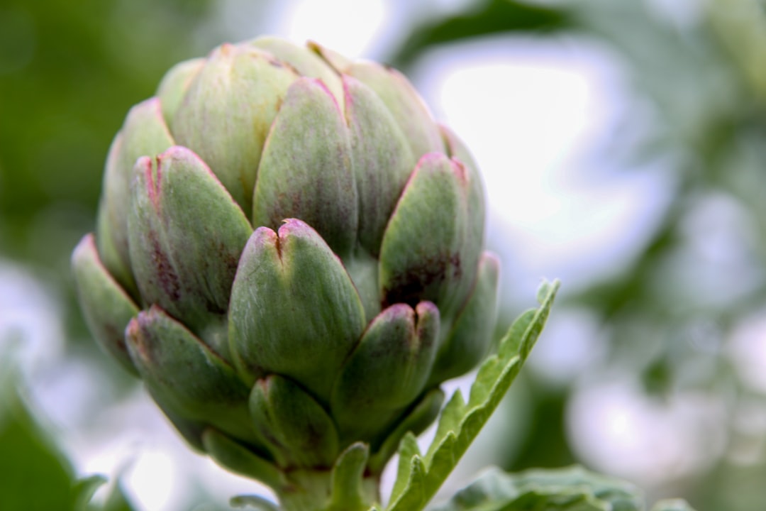 Artichoke