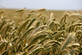 밀 파종시기와 거름 주는 방법 알아보기 1