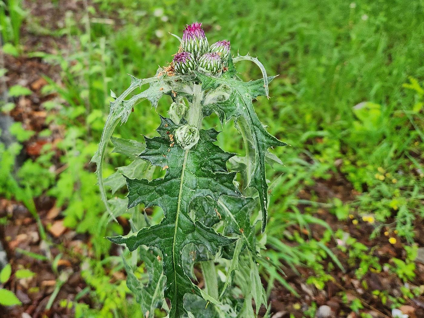 엉겅퀴(가시나물) Thistle