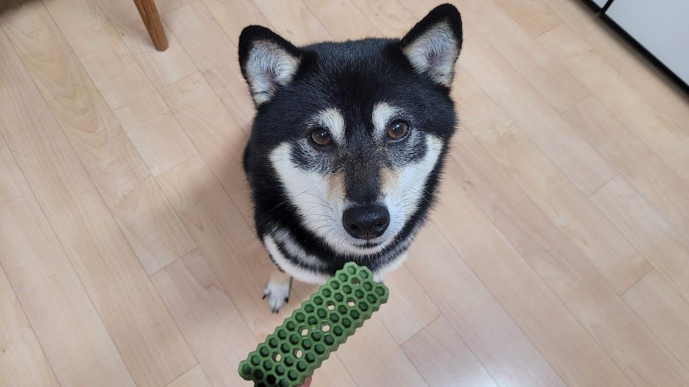 간식을 먹기 위해 앉아서 기다리는 강아지