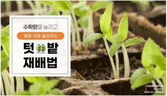 텃밭 해충 대처 진딧물 총채벌레 응애 노린재 방제_6