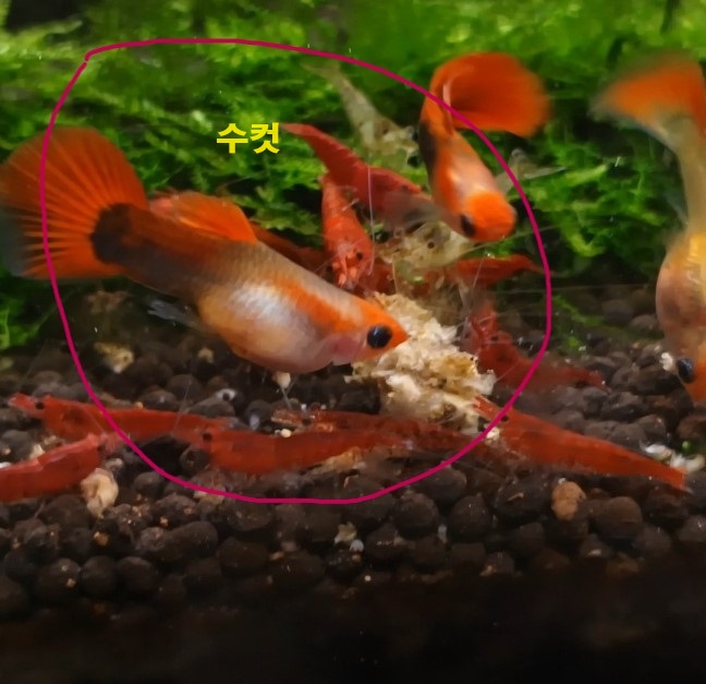 직장인 구피 먹이 주는 방법
