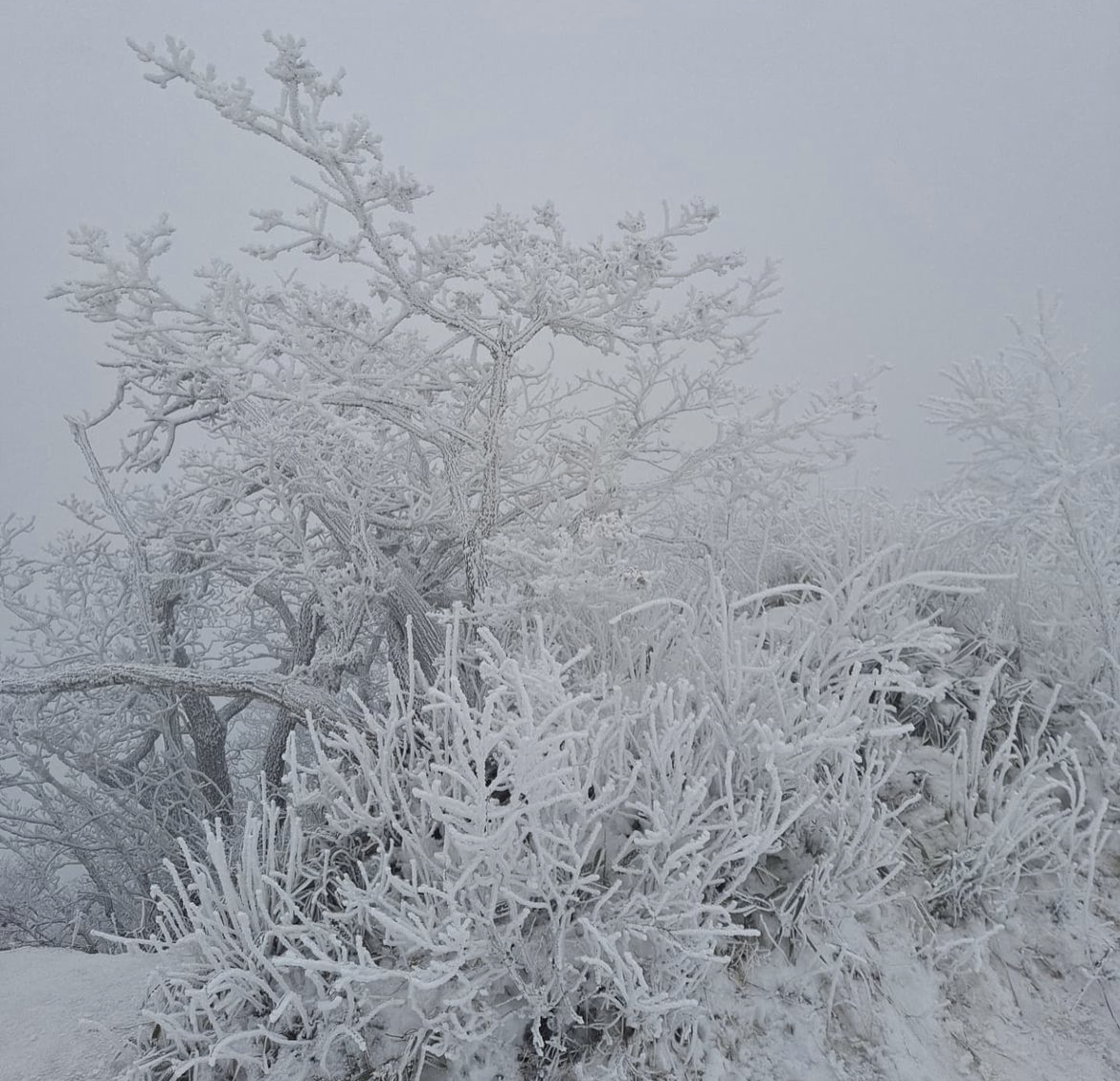 덕유산 눈꽃
