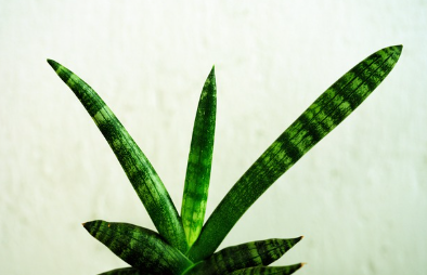 🌿 집안에 들여놓기 좋은 공기정화식물 TOP 5