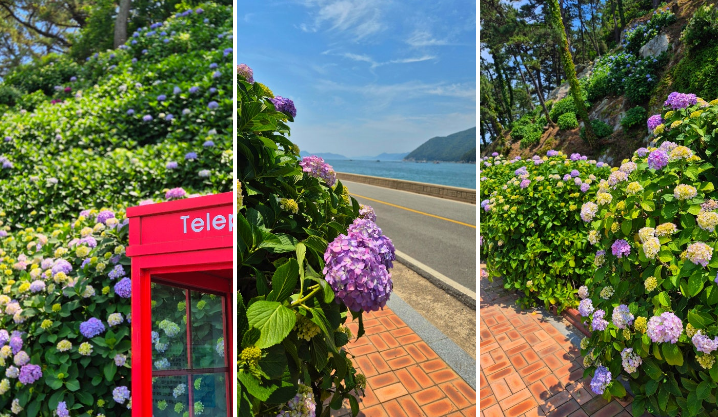 저구항 수국 사진