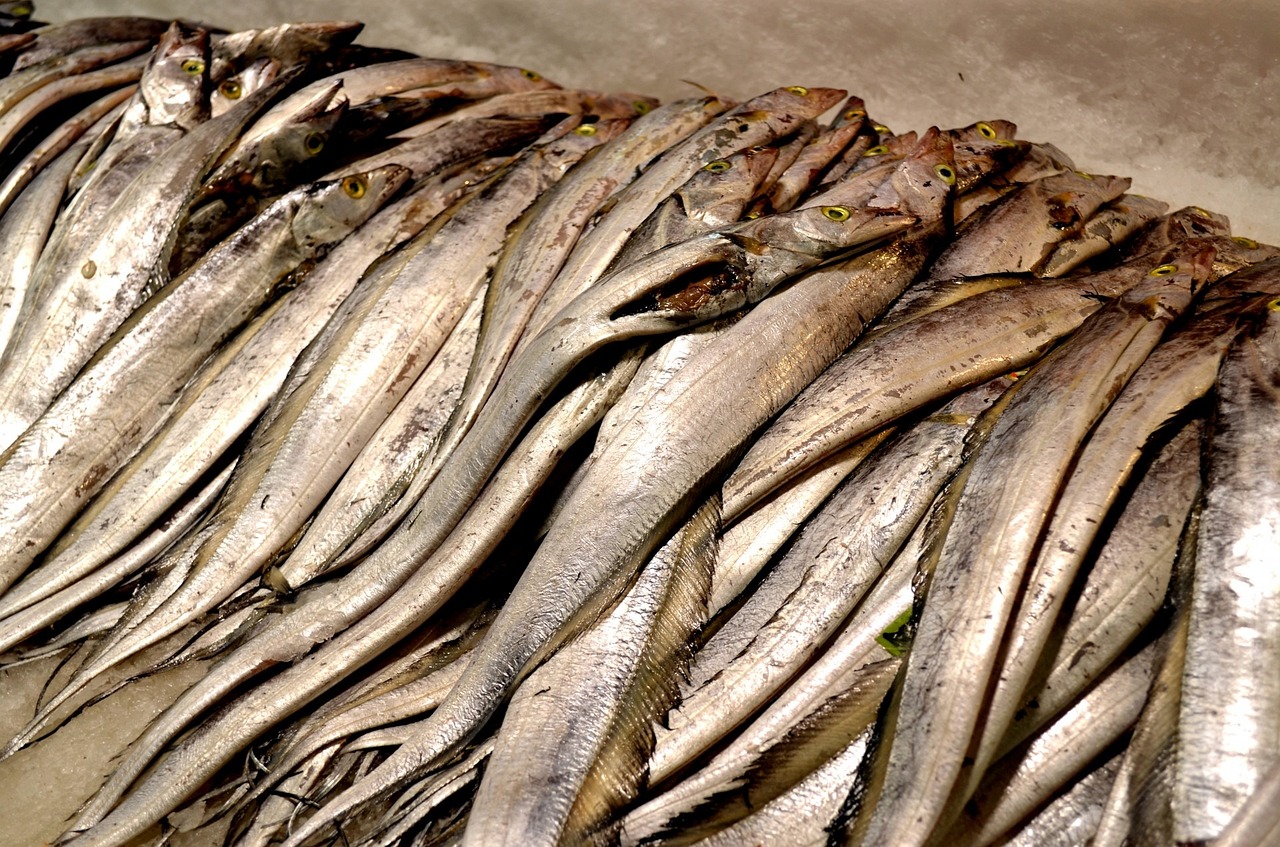 바다에서 잡은 갈치를 내장을 빼고 시장에서 팔기 위해 쌓아 놓은 사진 - 태음인(太陰人)에게 맞는 음식