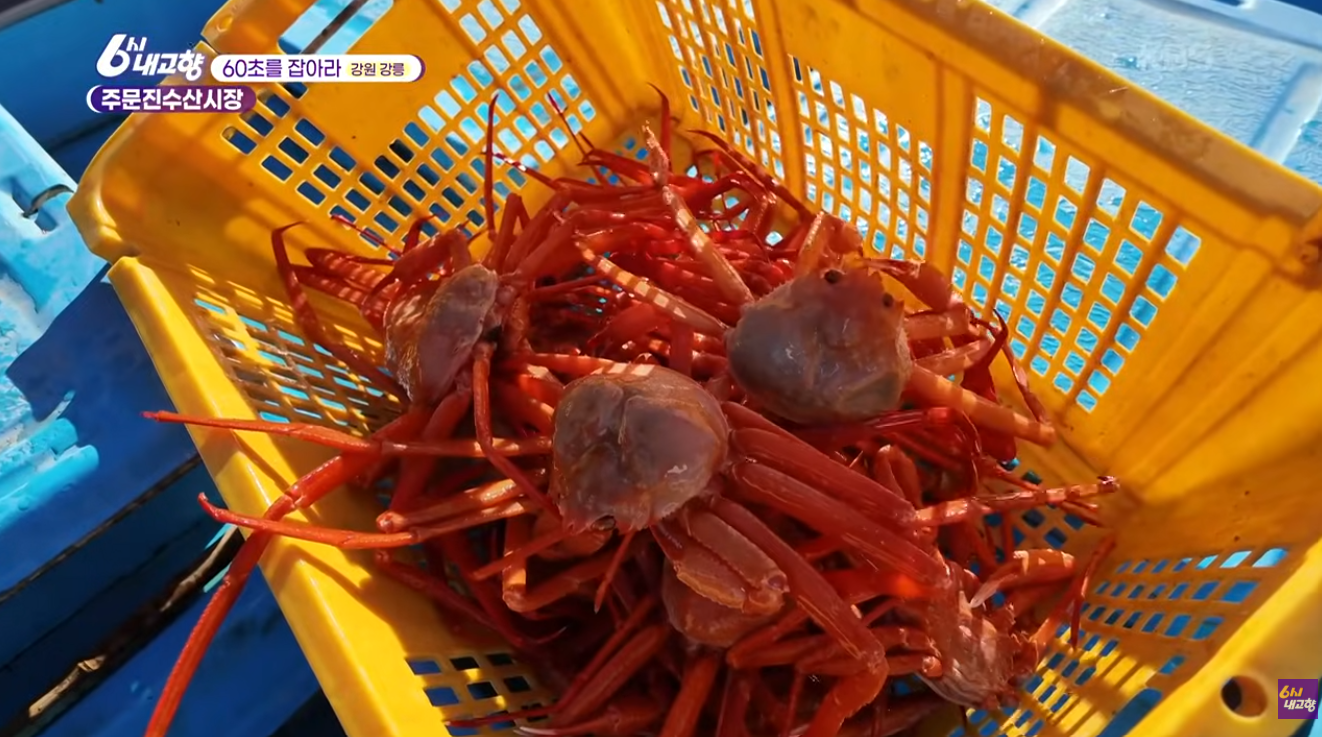 6시 내고향 독도홍게