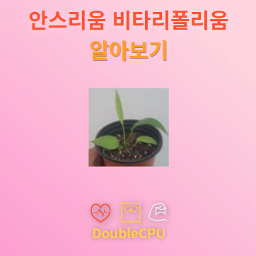 안스리움 비타리폴리움 꽃말 및 탐구