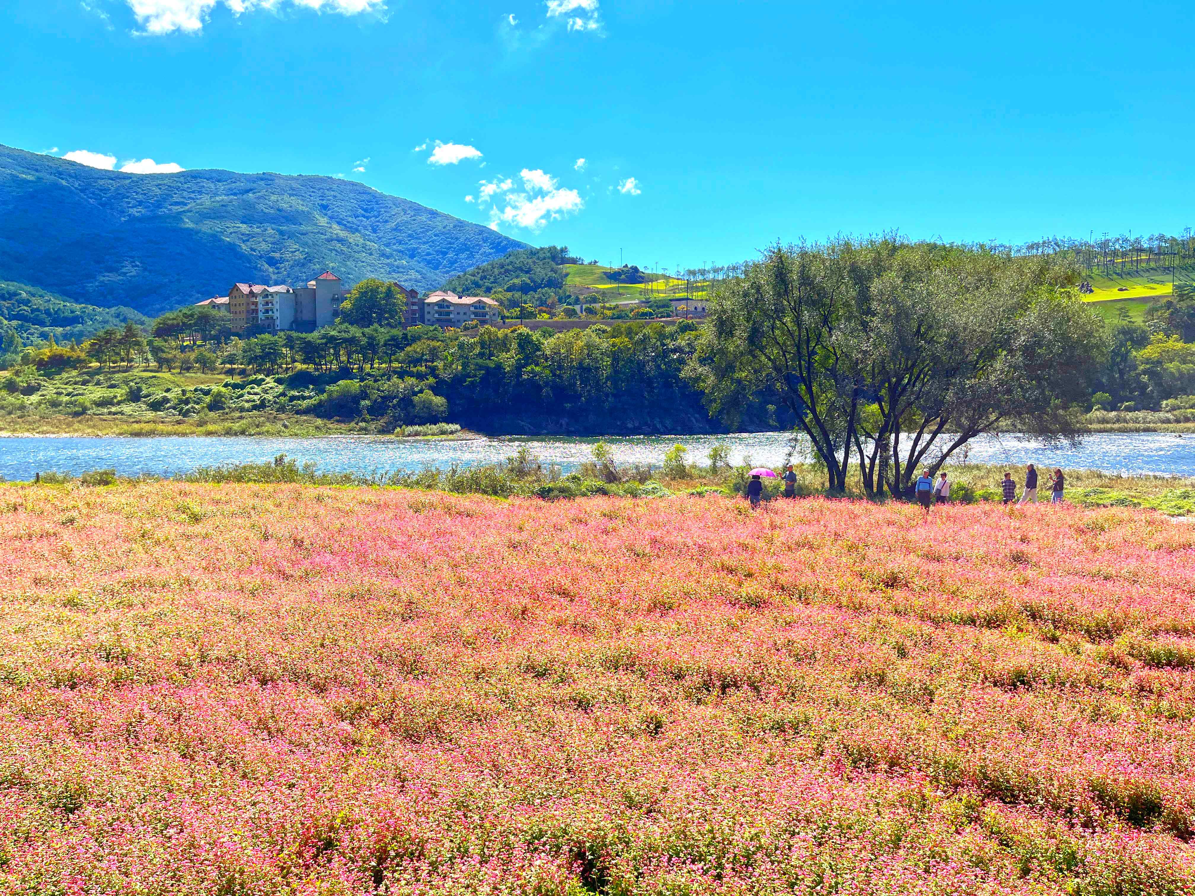영월 홍메밀 축제