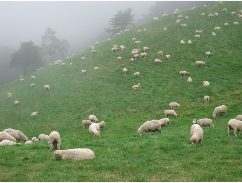 강원도 양떼 목장