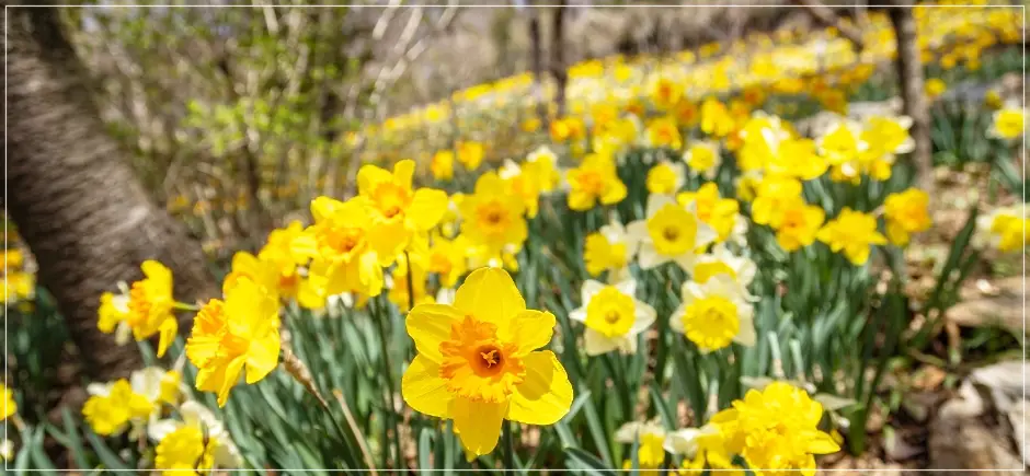 화담숲봄수선화축제