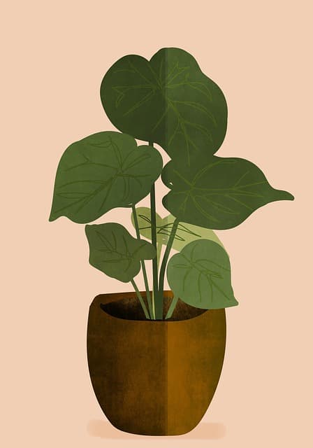 Plant와 식물: 생명체를 의미하는 단어