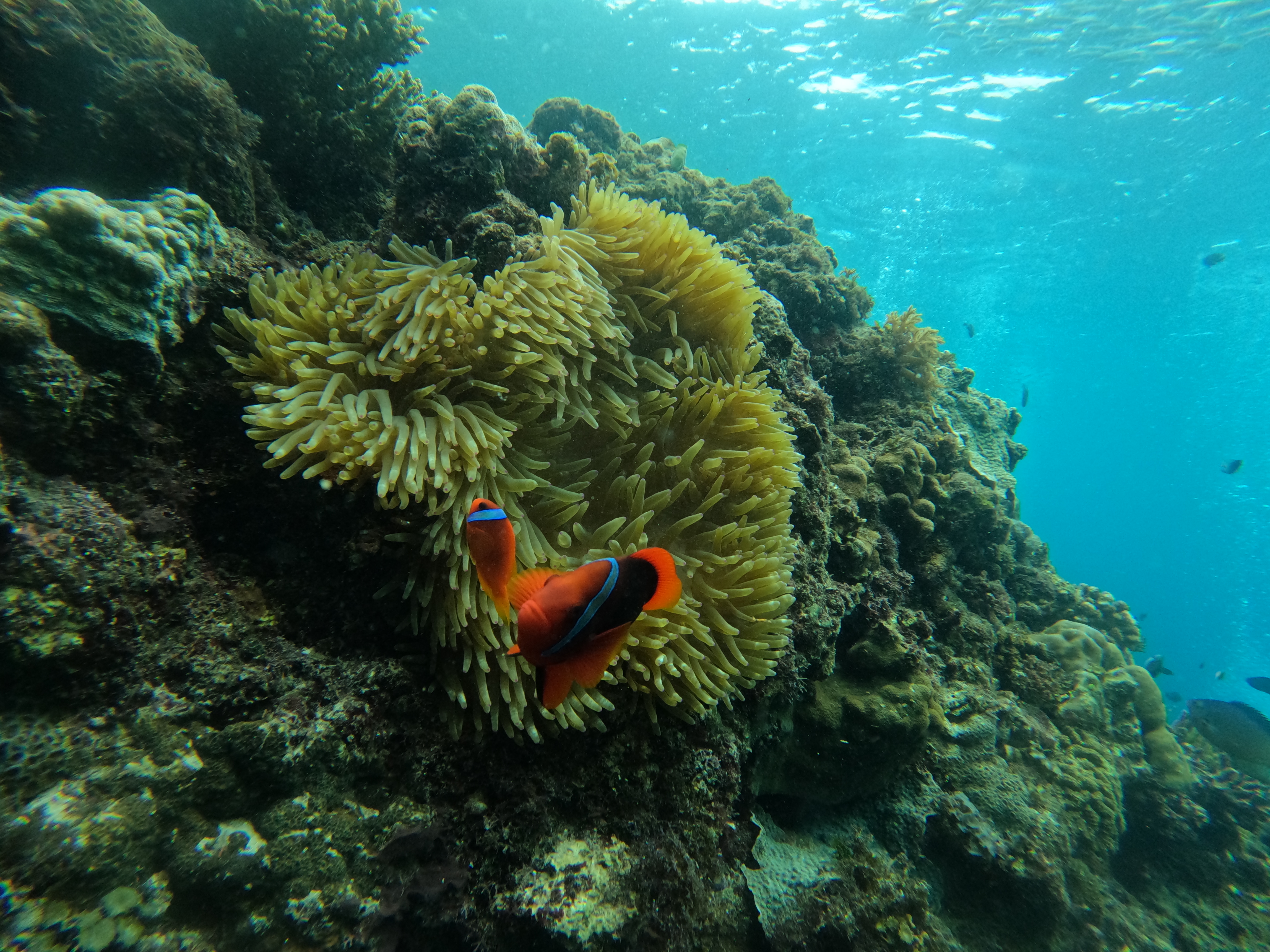 로컬페이지 발리카삭 나팔링 투어
