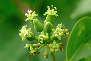 황칠나무 효능06