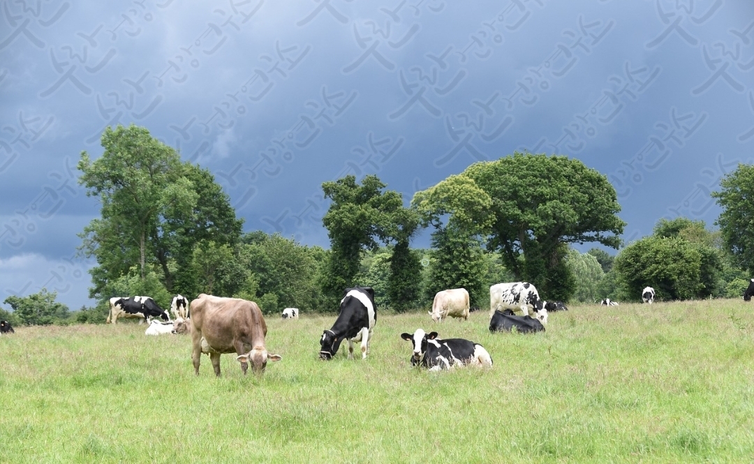 셀트리온 초유 단백질19