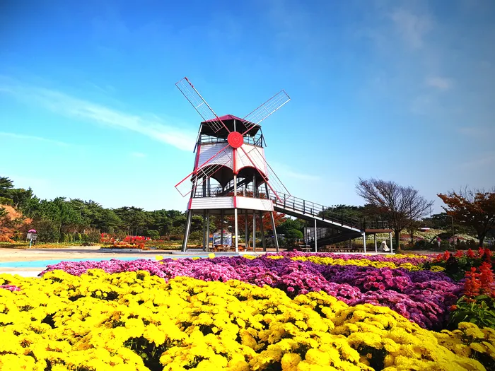 [당일치기 추천] 태안 가을꽃박람회 코리아플라워파크 행사정보 및 주차장 안내