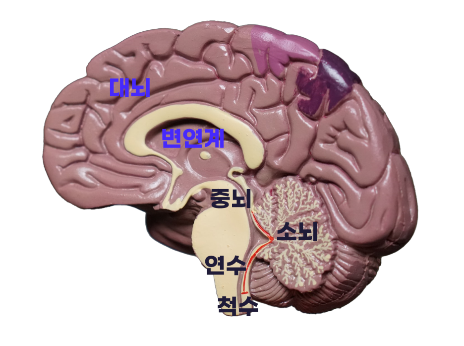 뇌의 구조 사진