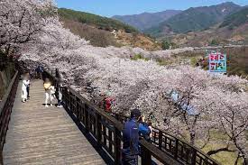 화개장터 벚꽃축제 축제