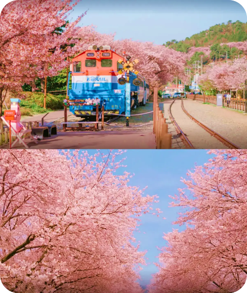 2025 진해 벚꽃 여행 &amp; 군항제 필수 코스 ❘ 벚꽃 지도 다운로드