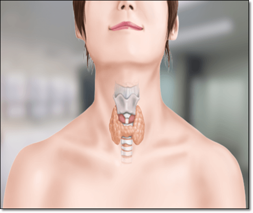 갑상선 이미지