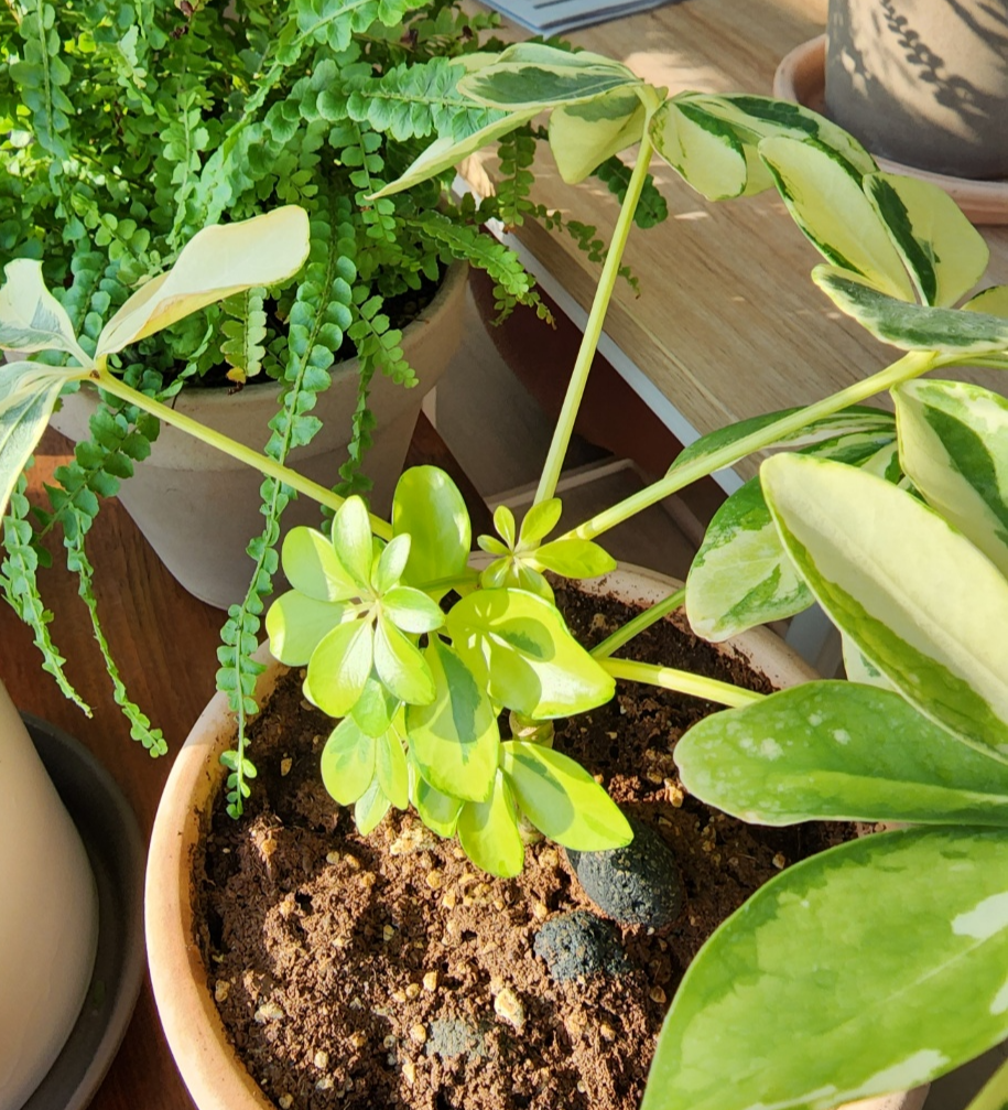 반짝거리는 새순들이 귀엽게 자란 홍콩야자