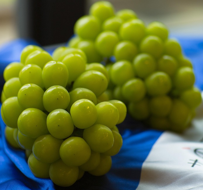 당도 높은 가을 과일 샤인머스켓 사진