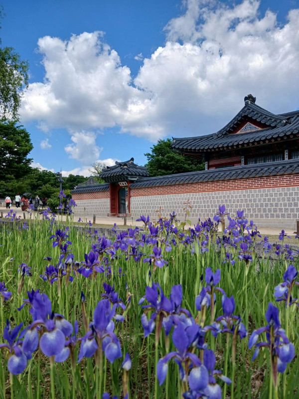 경복궁 부채붓꽃