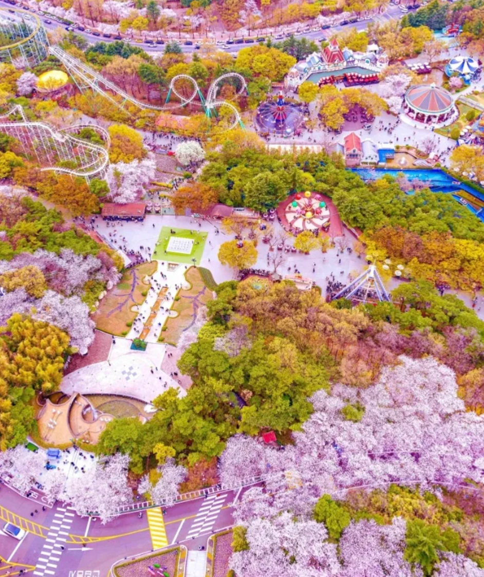 대구 이월드 벚꽃 축제