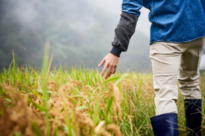 알트태그-농민이 잘 자라난 벼를 손으로 만지고 있습니다.