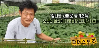 참나물 재배 반그늘 키우기 물 관리 잎 수확_8