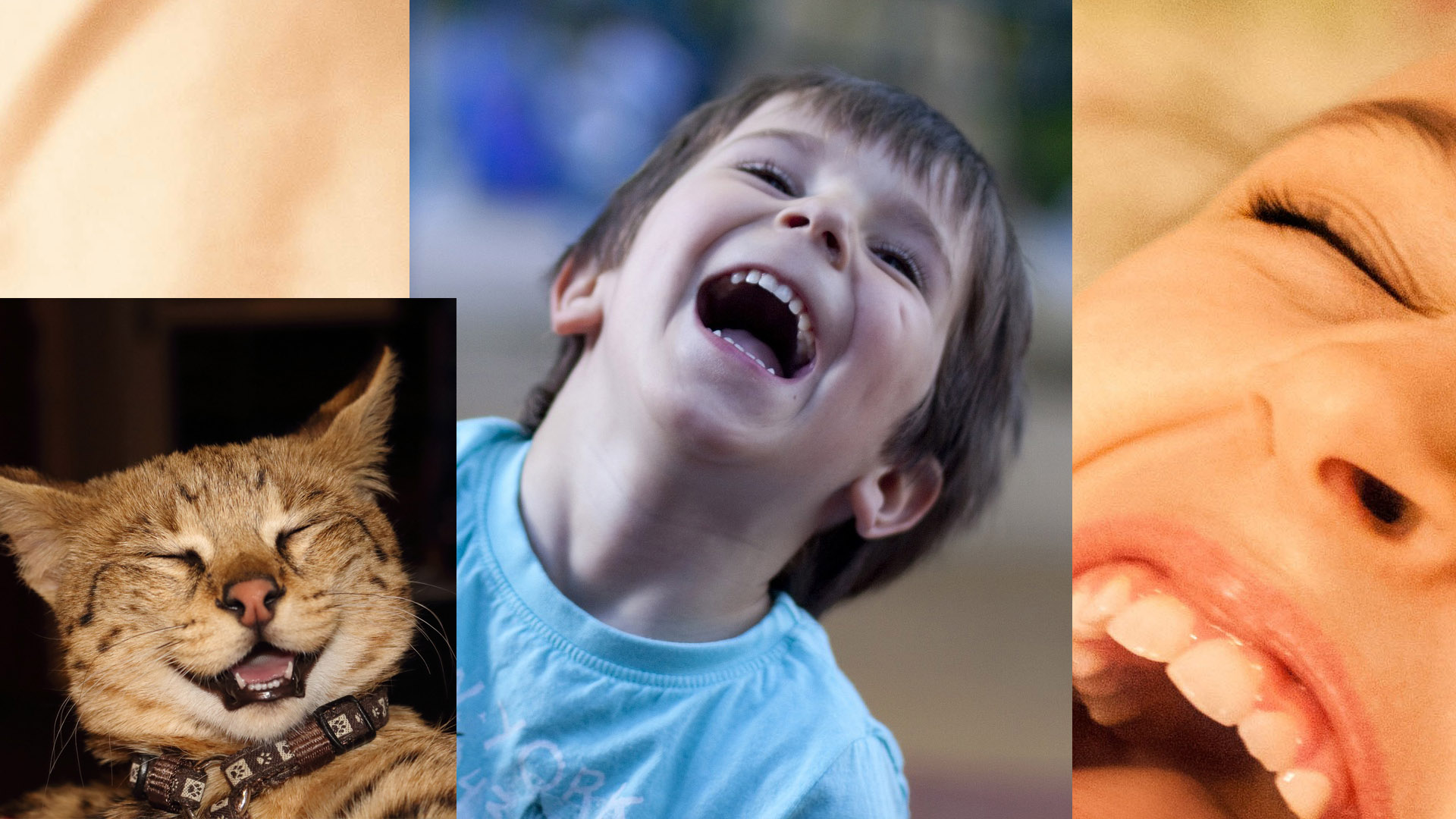 웃는모습 고양이와 사람들 사진