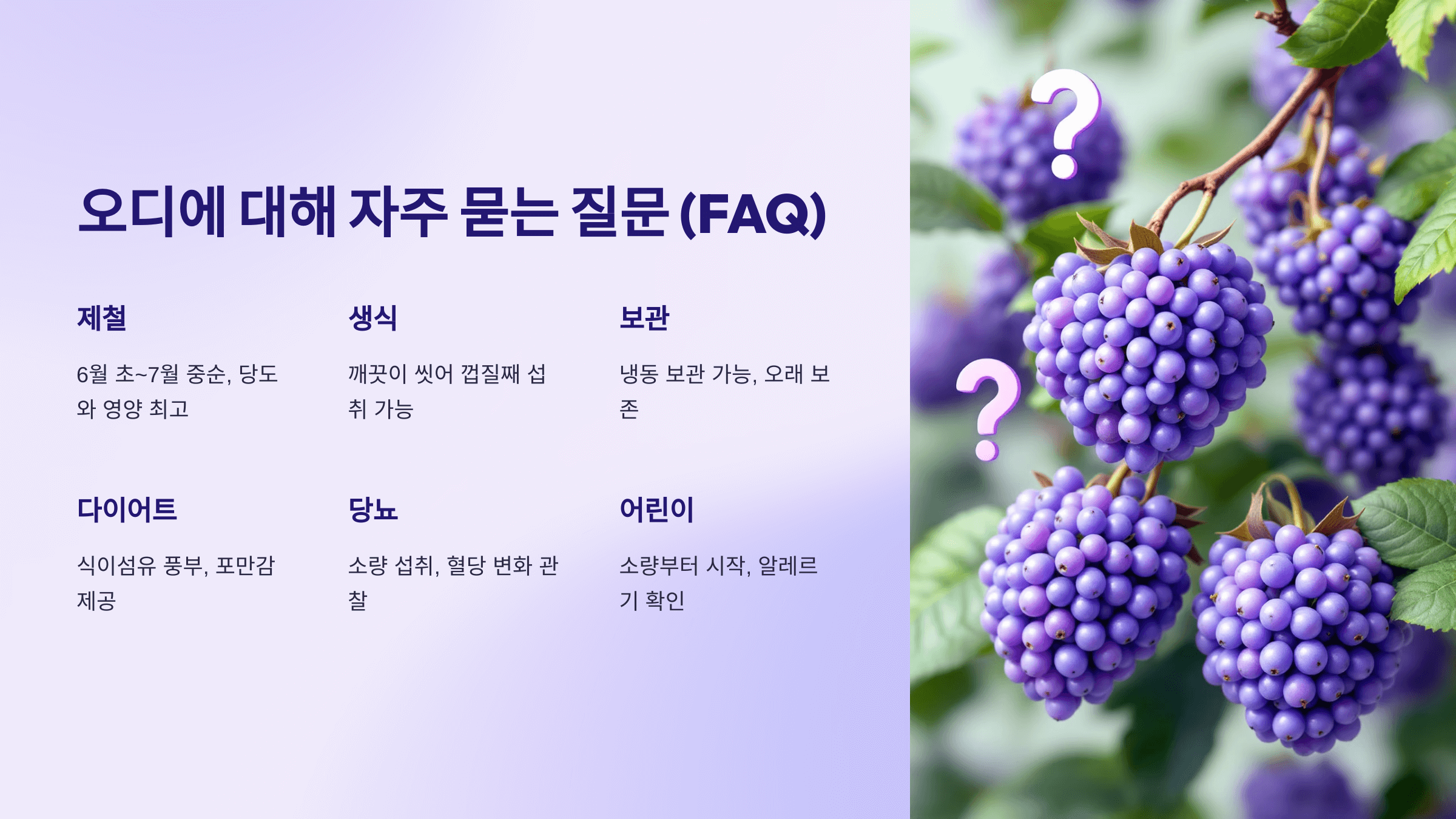 오디 사진입니다.