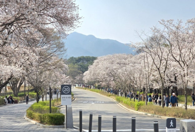서울 대공원 호숫길 에 핀 벗꽃