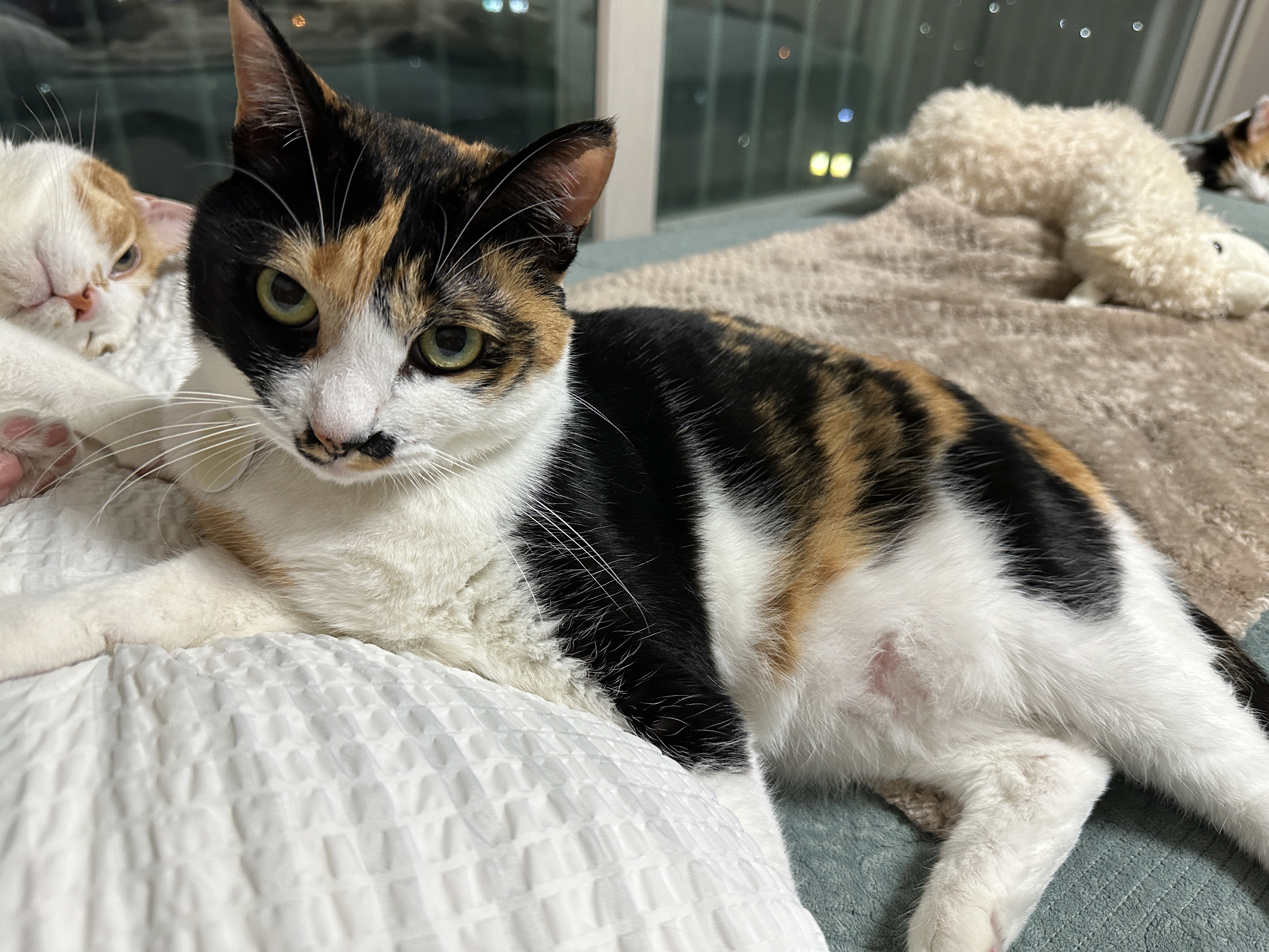 이제는_엄마_옆에_스스로_찾아오는_다다