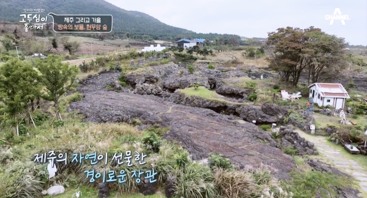 고두심이좋아서제주현무암숲