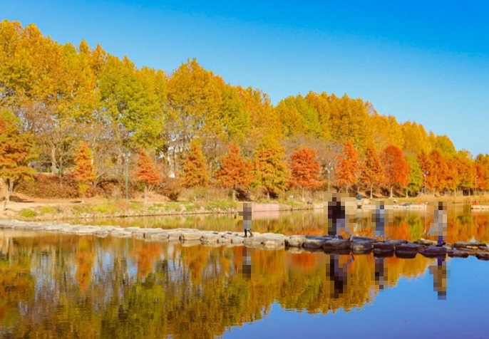 한국관광공사 담양 관방제림 가을단풍