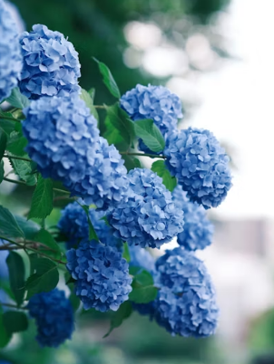 벚꽃 데이트 코스 추천 및 로맨틱 성공 전략