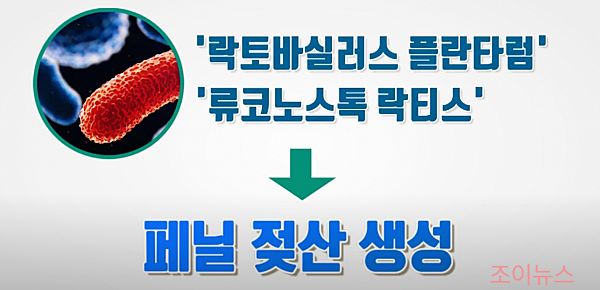 김치의 발효과정2_ytn사이언스유튜브