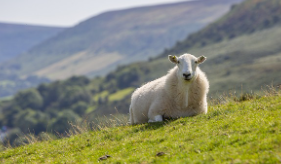 양띠 2025년 운세