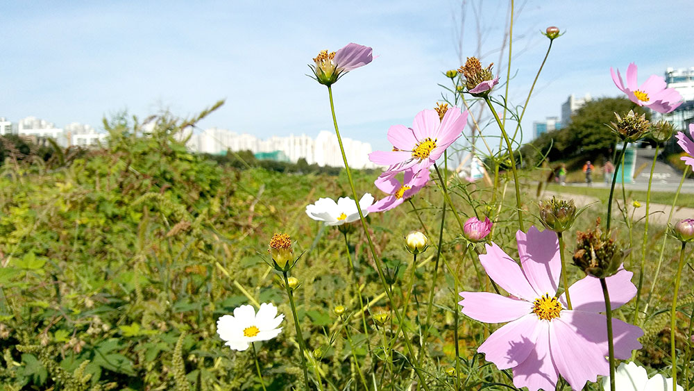 서울둘레길 안양천 꽃