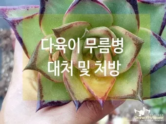 다육이 무름병 원인, 예방, 관리, 치료_31