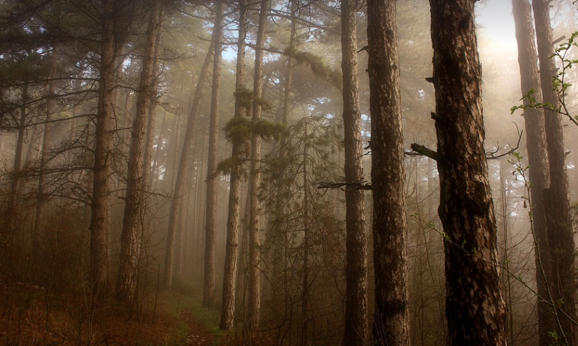 산속 안개낀 날씨 사진