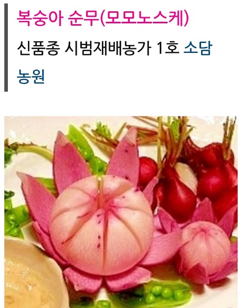 6시내고향-제주-복숭아순무
