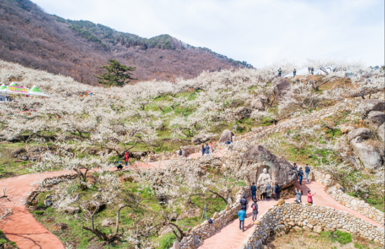 광양 매화축제