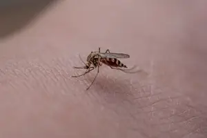 가을 모기 사진