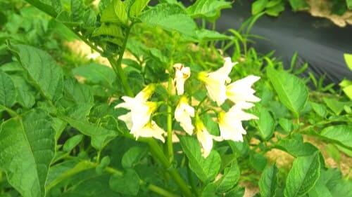 흰색-수미감자꽃-개화모습