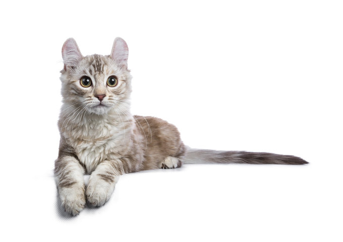 고양이 꿈 해몽 풀이 100가지 총 정리 