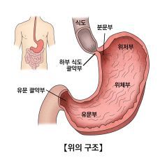위장 위치 그림