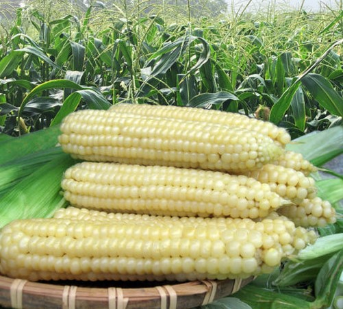 옥수수사진