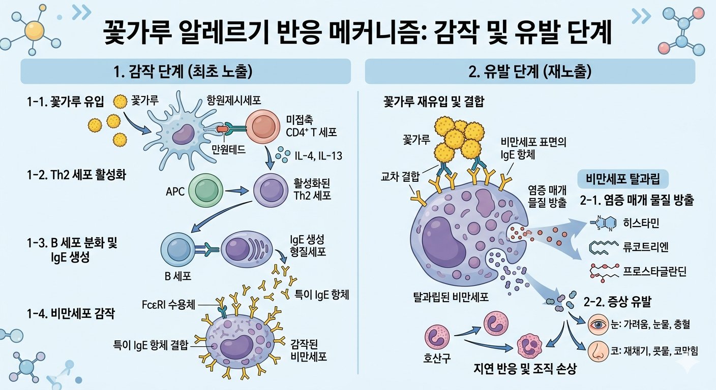 꽃가루 알레르기 반응 메커니즘 이미지